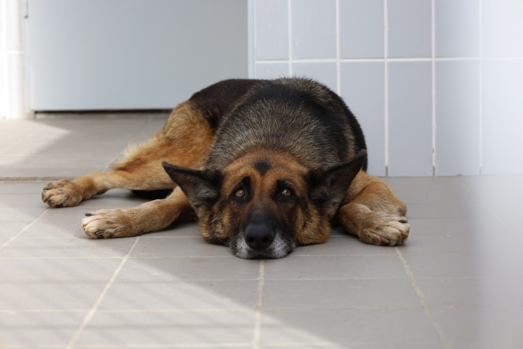 Créditos Fotográficos: Centro de Recolha de Animais de Faro